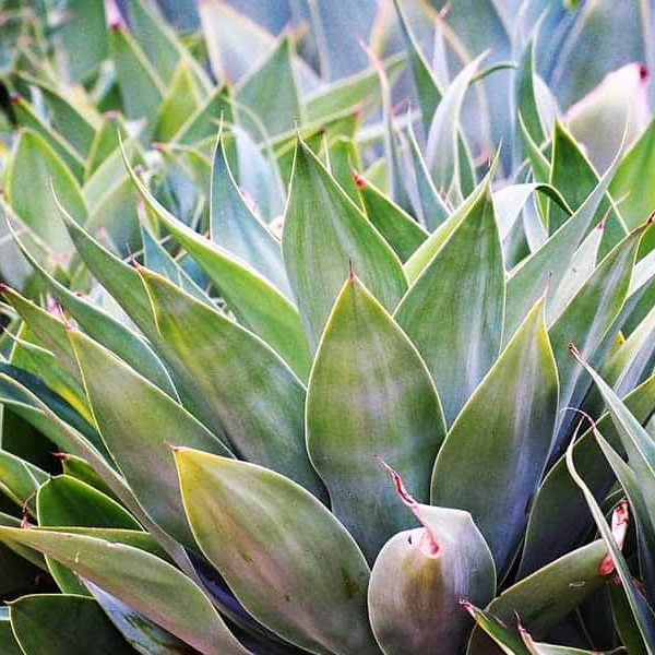 An agave cactus plant