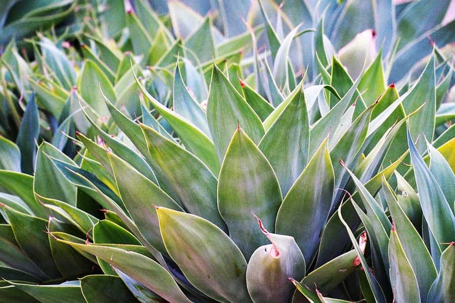 An agave cactus plant