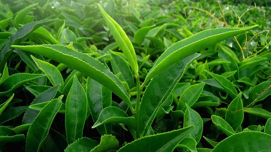 Close-up of Camellia Sinensis leaves