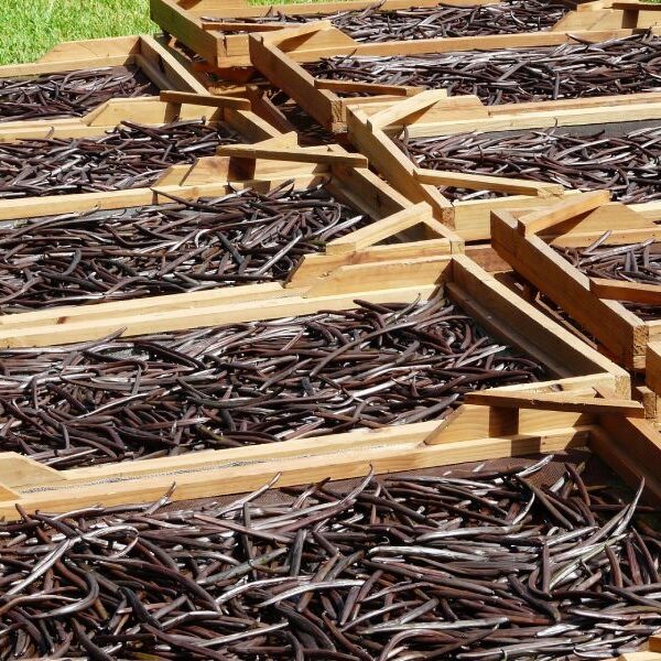 Vanilla beans drying in the sun.