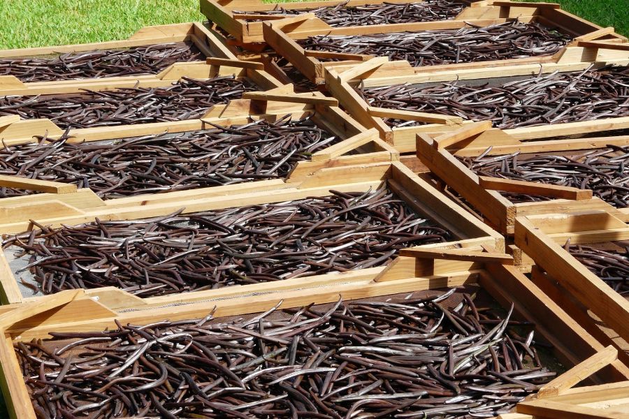 Vanilla beans drying in the sun.