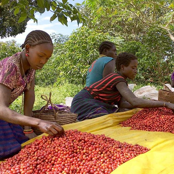 Ethiopian farmers sorting through coffee beans