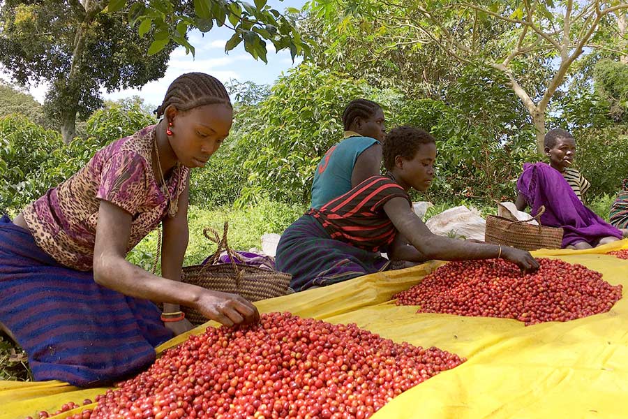 Ethiopian farmers sorting through coffee beans