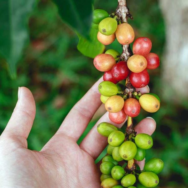 Fruit from a coffee tree farmed using organic methods