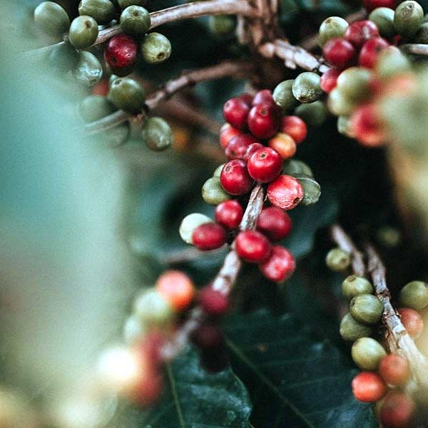 Coffee beans growing in the shade