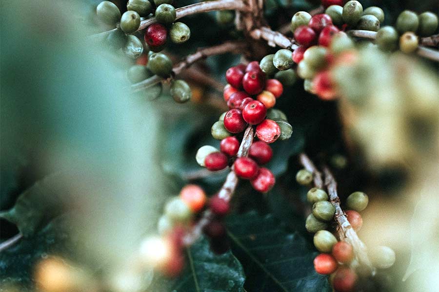 Coffee beans growing in the shade