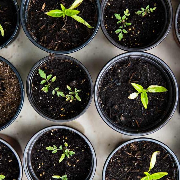 Seedlings in small pots filled with compost