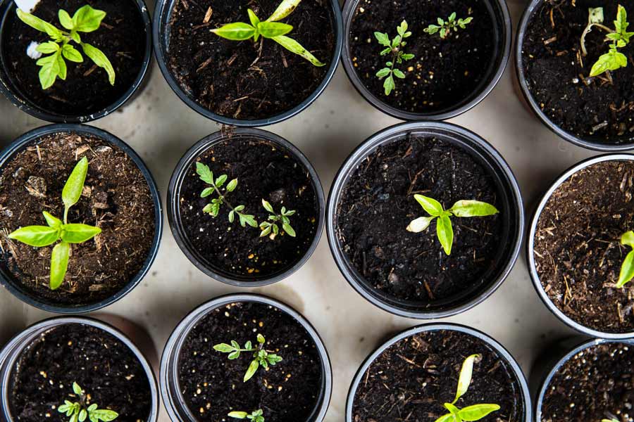 Seedlings in small pots filled with compost