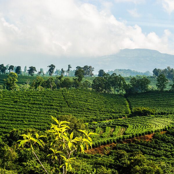 A coffee plantation at risk of climate change in Costa Rica.