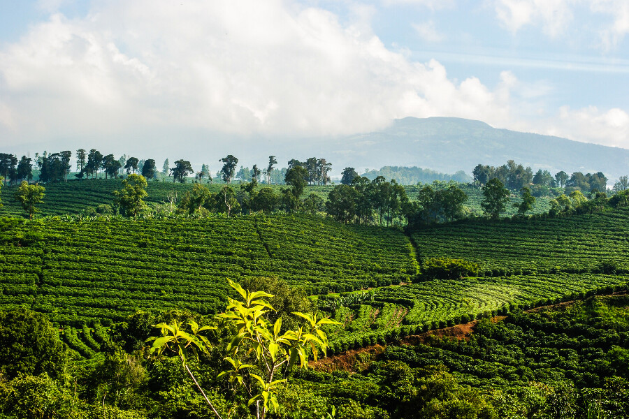 A coffee plantation at risk of climate change in Costa Rica.