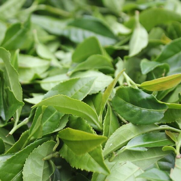 A close-up of tea leaves.