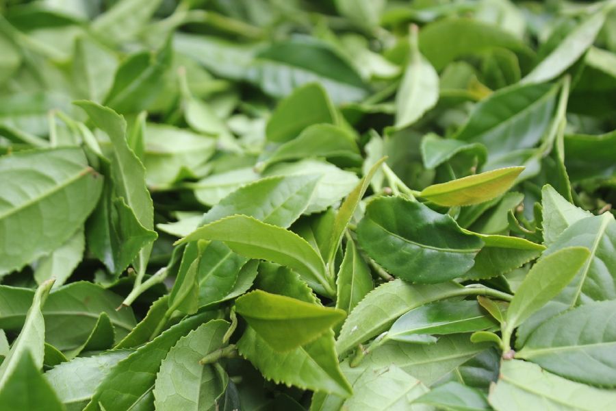 A close-up of tea leaves.