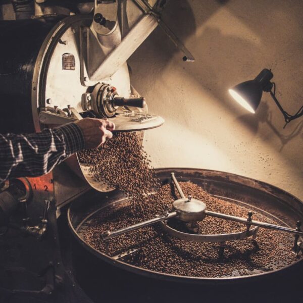 A dedicated coffee beans provider inspecting the quality of coffee in Frisco, TX